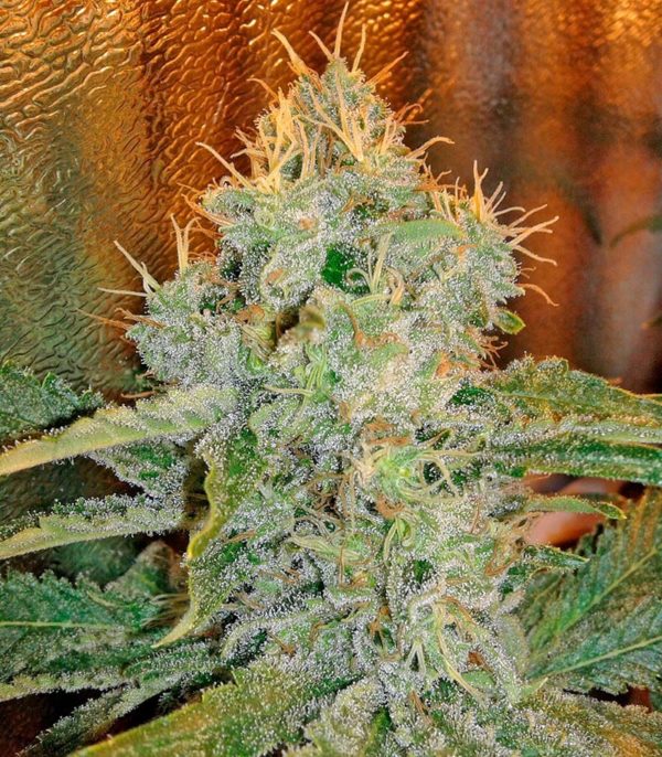 Семена сорта Easy Sativa (Female Seeds) — изображение 9