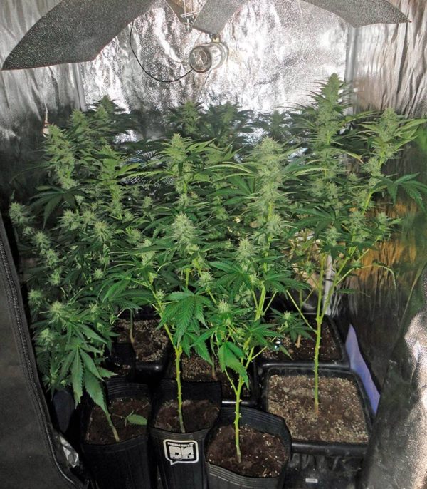 Семена сорта Easy Sativa (Female Seeds) — изображение 10