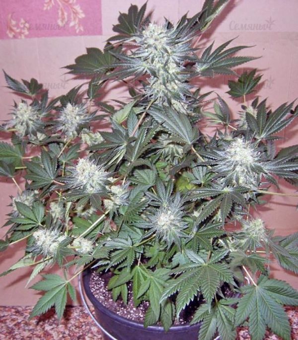 Семена сорта Original Juan Herer (Delicious Seeds) — изображение 5