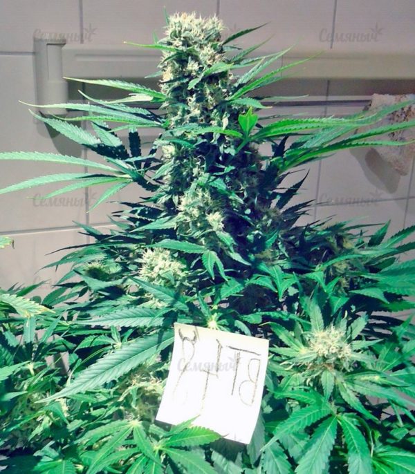 Семена сорта Lemon Skunk (GHS) — изображение 6