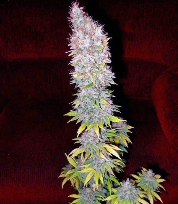 Семена сорта Lemon Skunk (GHS) — изображение 7