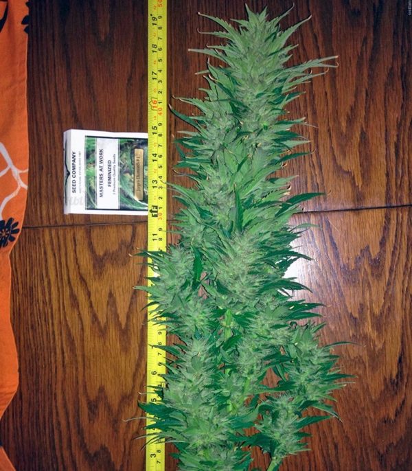 Семена сорта Lemon Skunk (GHS) — изображение 8
