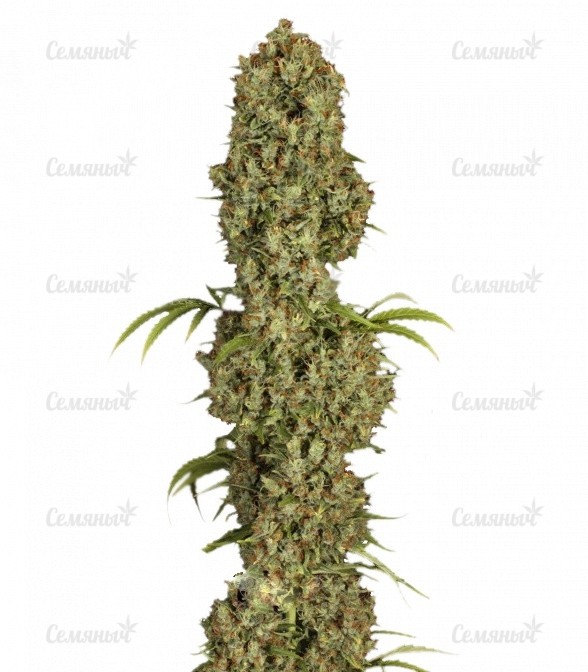Семена сорта Lemon Skunk (GHS)