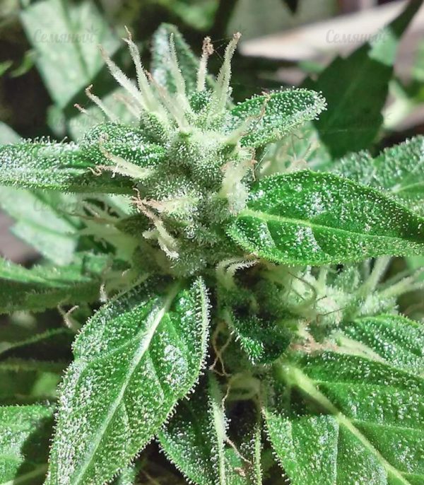 Семена сорта C99 (Female Seeds) — изображение 4