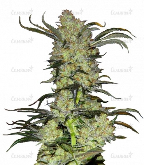 Семена сорта Caramelo Early Version (Delicious Seeds)