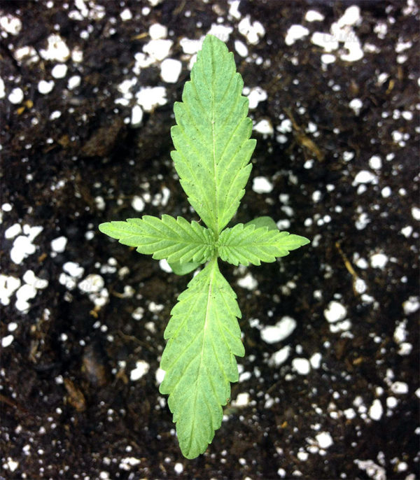 Семена сорта Money Bush (Heavyweight Seeds) — изображение 13