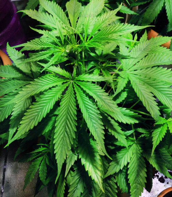 Семена сорта Money Bush (Heavyweight Seeds) — изображение 11