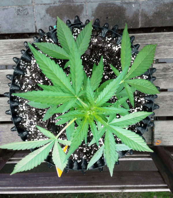 Семена сорта Money Bush (Heavyweight Seeds) — изображение 12