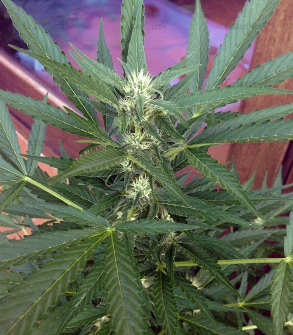 Семена сорта Money Bush (Heavyweight Seeds) — изображение 10