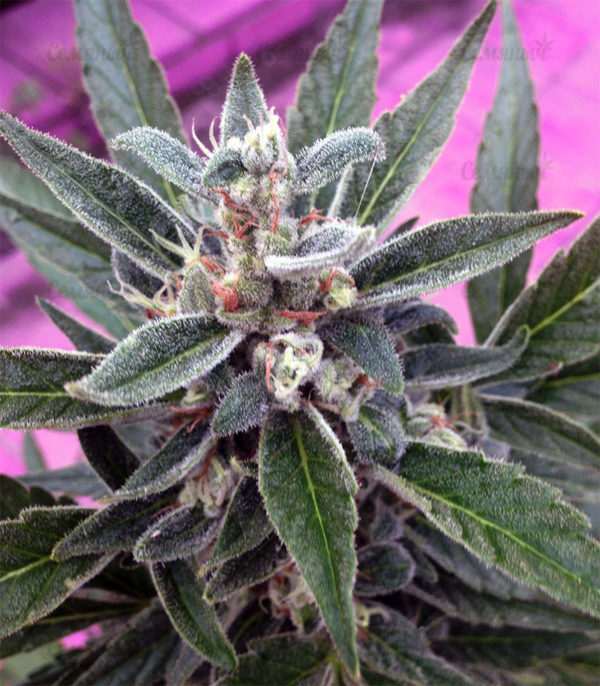Семена сорта Money Bush (Heavyweight Seeds) — изображение 5