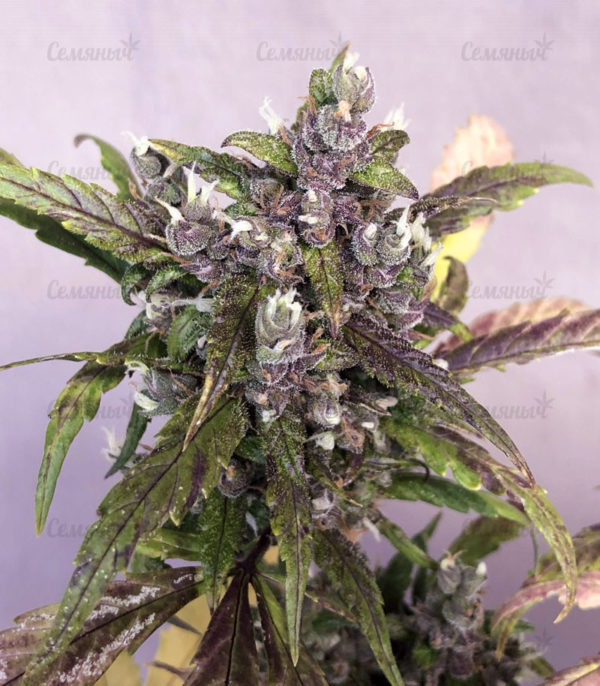 Семена сорта Gelato Auto (FastBuds) — изображение 4