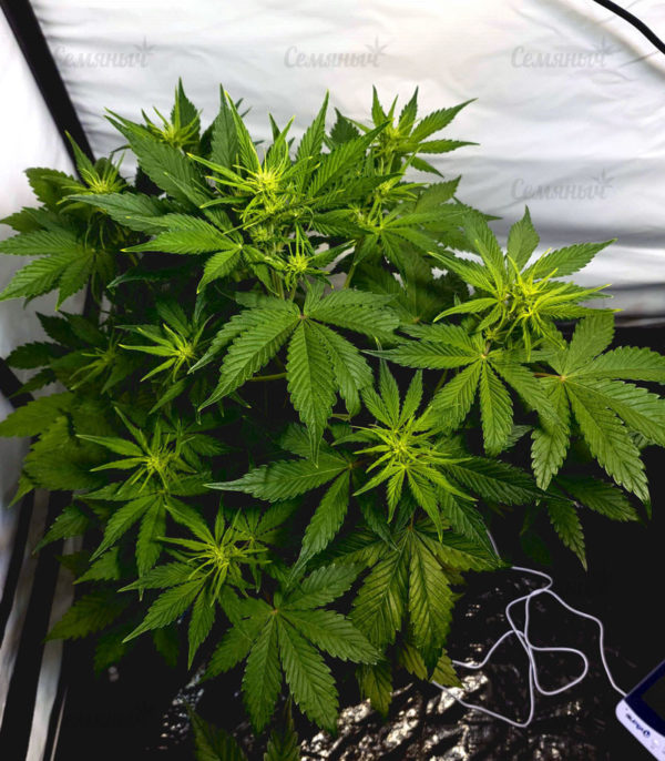 Семена сорта Gelato Auto (FastBuds) — изображение 5