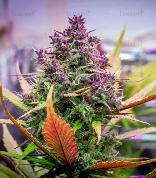 Семена сорта Gelato Auto (FastBuds) — изображение 7