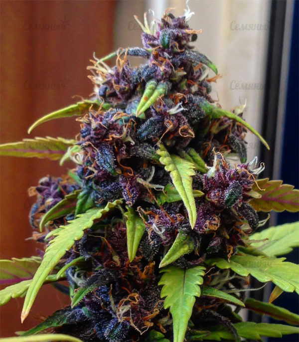 Семена сорта Gelato Auto (FastBuds) — изображение 6