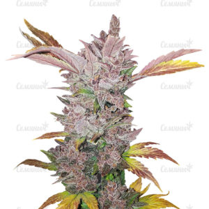 Семена сорта Gelato Auto (FastBuds)