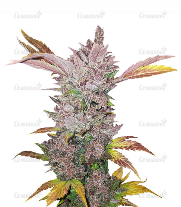Семена сорта Gelato Auto (FastBuds)