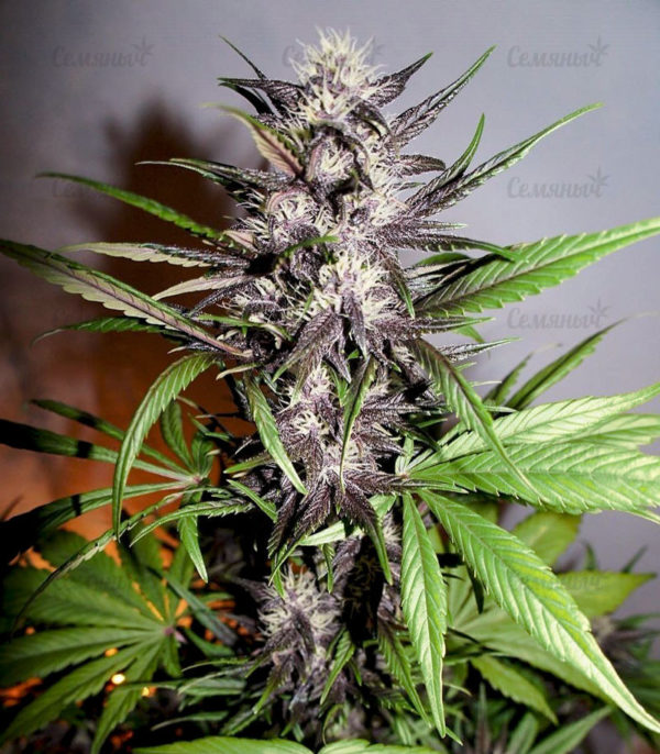 Семена сорта Gelato Auto (FastBuds) — изображение 8