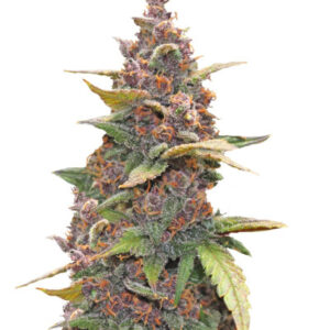Семена сорта LSD-25 auto (FastBuds)