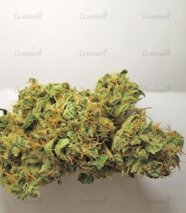 Семена сорта Golosa (Delicious Seeds) — изображение 6