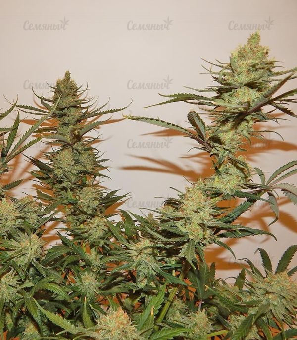 Семена сорта Golosa (Delicious Seeds) — изображение 4