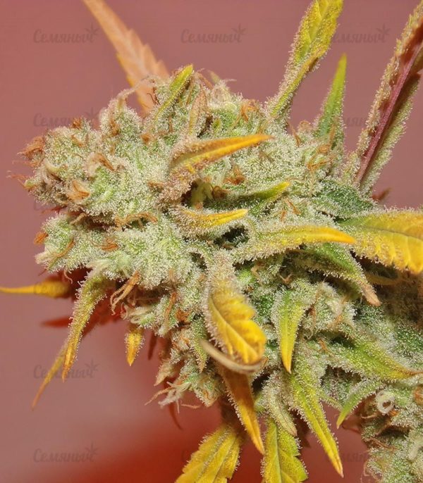 Семена сорта Golosa (Delicious Seeds) — изображение 8