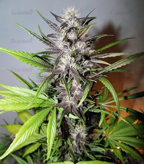 Семена сорта Bubblelicious (Nirvana Seeds) — изображение 6