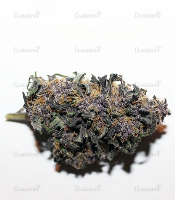 Семена сорта Bubblelicious (Nirvana Seeds) — изображение 7