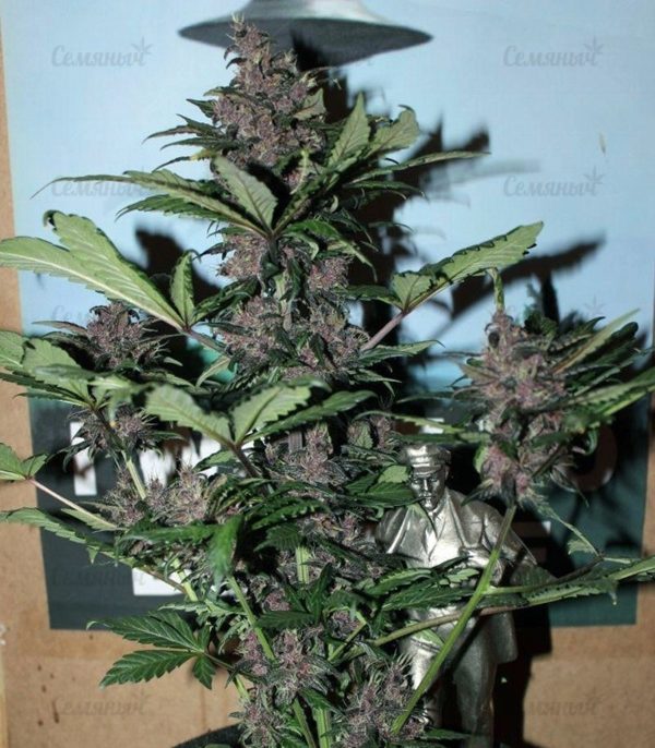 Семена сорта Bubblelicious (Nirvana Seeds) — изображение 9