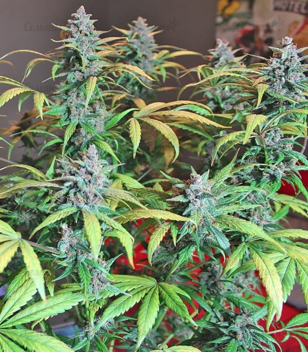 Семена сорта Bubblelicious (Nirvana Seeds) — изображение 4