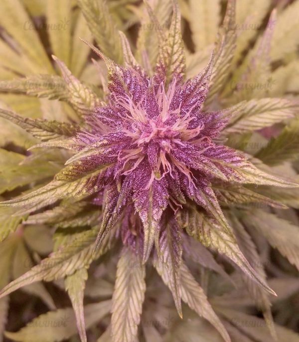 Семена сорта Bubblelicious (Nirvana Seeds) — изображение 5