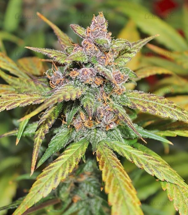 Семена сорта Bubblelicious (Nirvana Seeds) — изображение 8