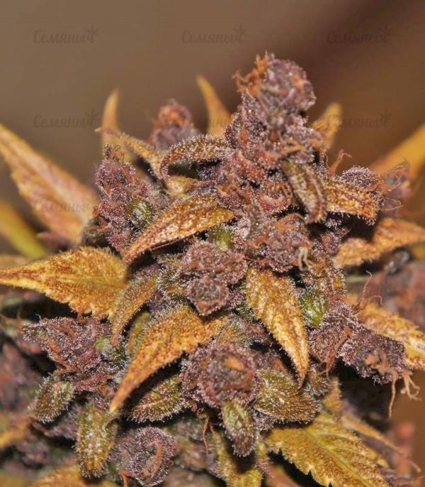 Семена сорта Bubblelicious (Nirvana Seeds) — изображение 10