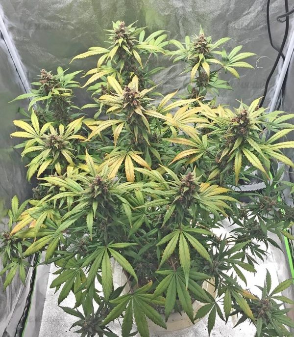 Семена сорта Bubblelicious (Nirvana Seeds) — изображение 11