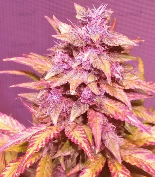 Семена сорта Bubblelicious (Nirvana Seeds) — изображение 12