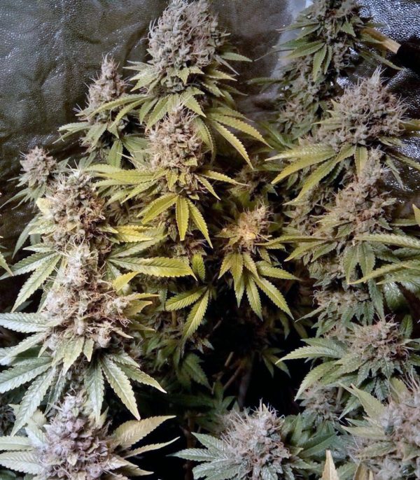 Семена сорта Liberty Haze (Barney's Farm) — изображение 4