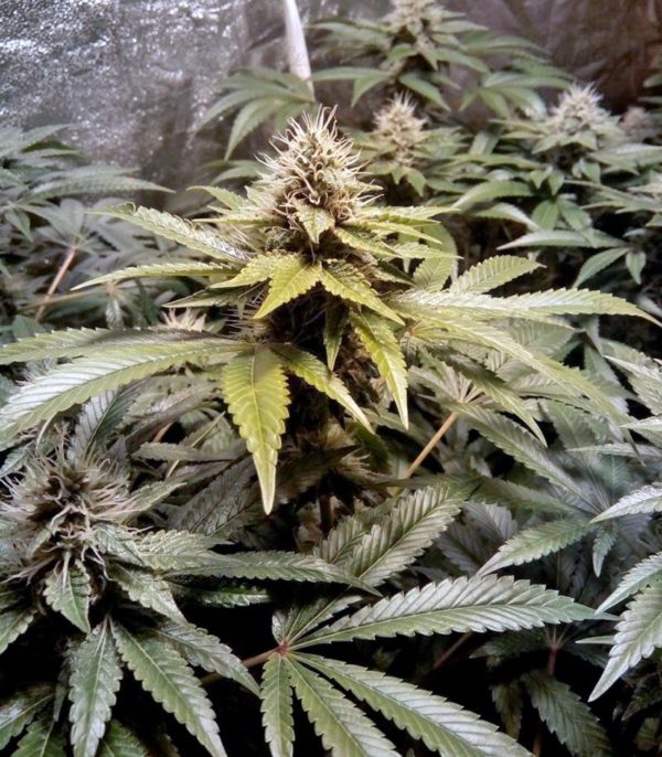 Семена сорта Liberty Haze (Barney's Farm) — изображение 5