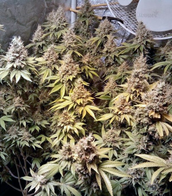 Семена сорта Liberty Haze (Barney's Farm) — изображение 6