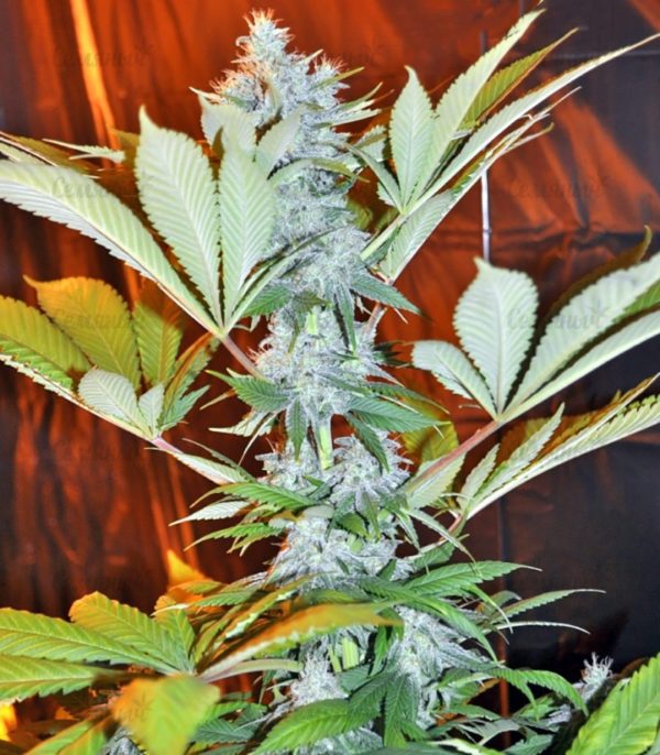 Семена сорта Auto Amnesia Gold (Pyramid Seeds) — изображение 5