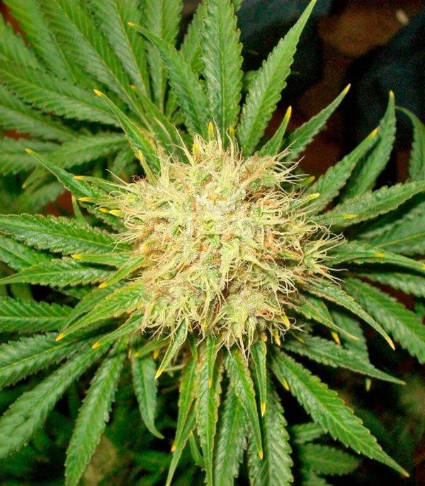 Семена сорта Auto Amnesia Gold (Pyramid Seeds) — изображение 6