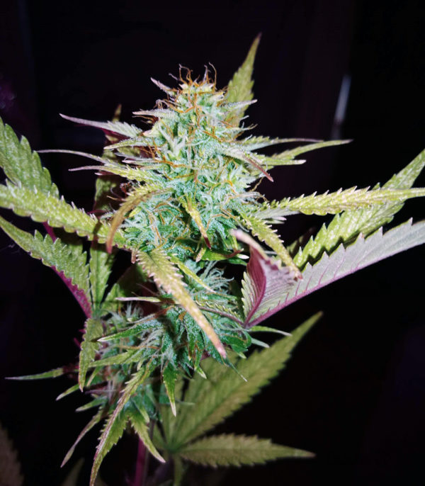 Семена сорта Remo Chemo (Dinafem Seeds) — изображение 5