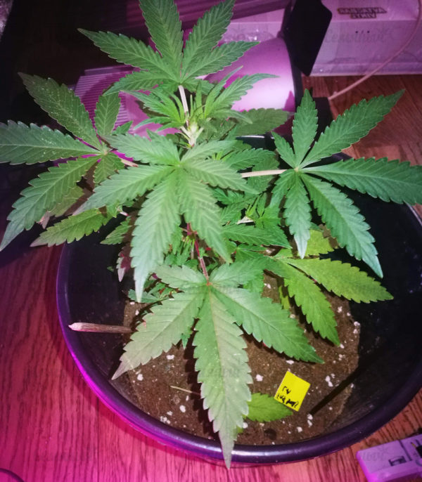 Семена сорта Remo Chemo (Dinafem Seeds) — изображение 6