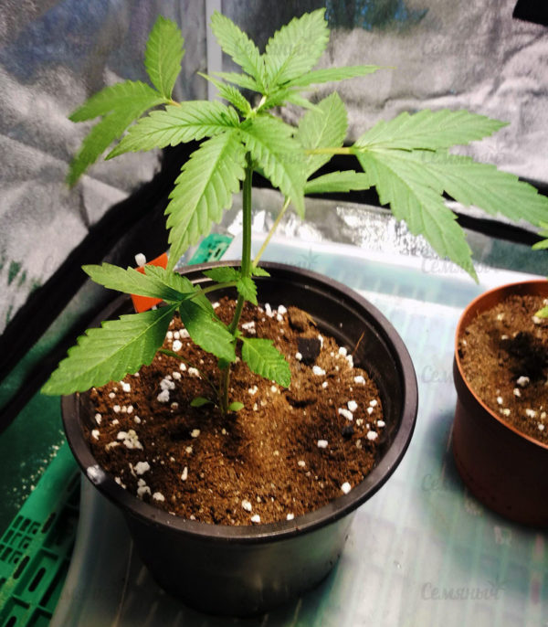 Семена сорта Remo Chemo (Dinafem Seeds) — изображение 7