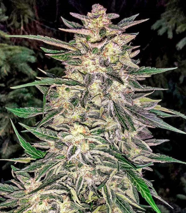 Семена сорта CBD Auto White Widow (Dutch Passion) — изображение 4