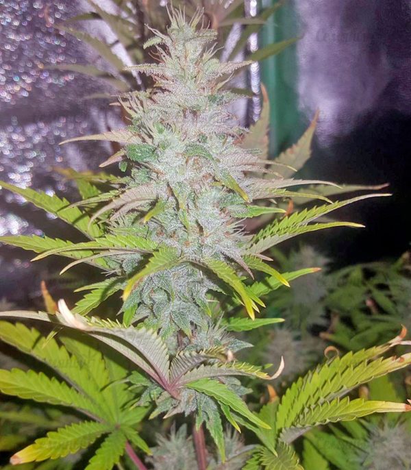 Семена сорта CBD Auto White Widow (Dutch Passion) — изображение 5