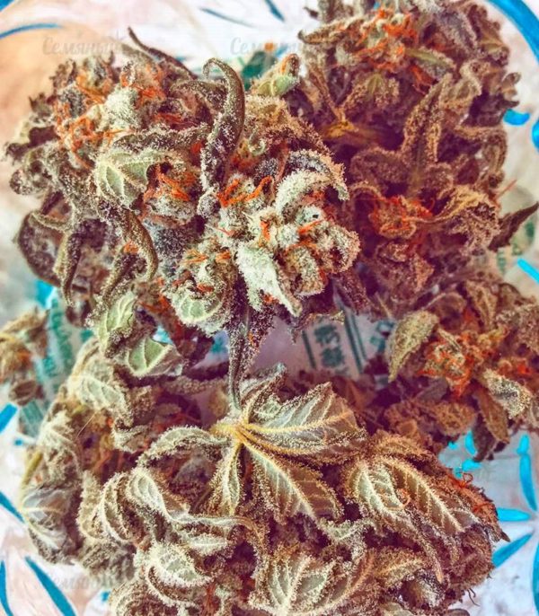 Семена сорта CBD Auto White Widow (Dutch Passion) — изображение 6