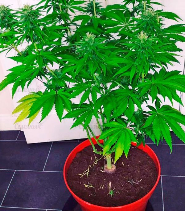 Семена сорта Currant Kush (VIP seeds) — изображение 4