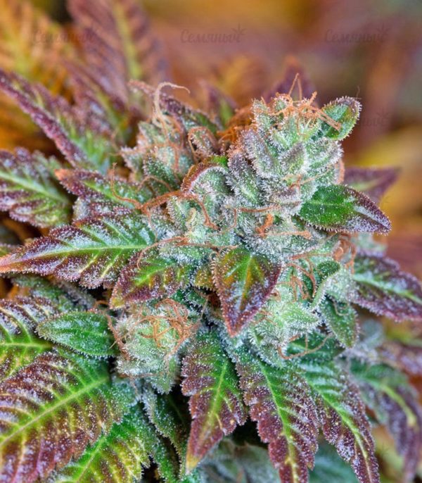 Семена сорта Currant Kush (VIP seeds) — изображение 6