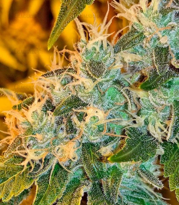 Семена сорта Currant Kush (VIP seeds) — изображение 7