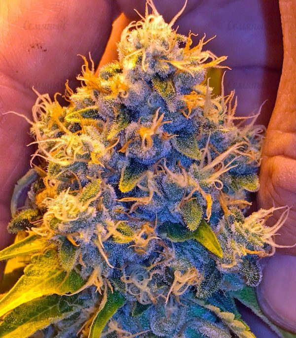 Семена сорта Currant Kush (VIP seeds) — изображение 8