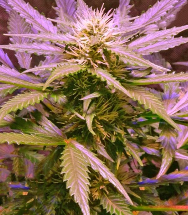 Семена сорта Chronic (Serious Seeds) — изображение 5